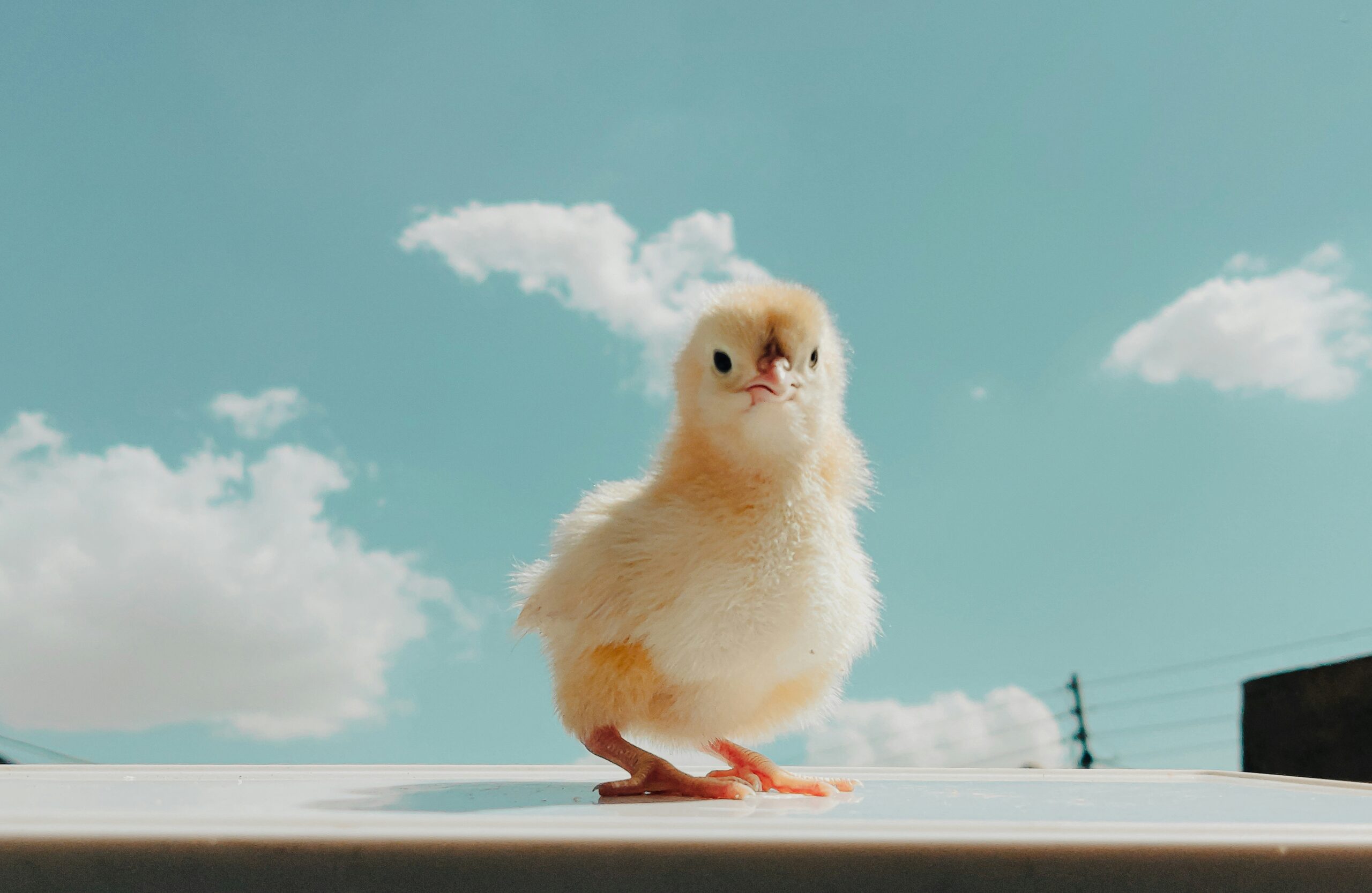 dextar vision l 924iyj0 g unsplash
